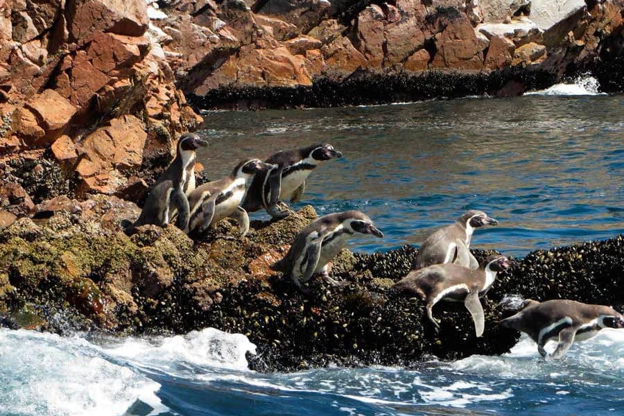 Pinguinos de Humbolt Islas Ballestas