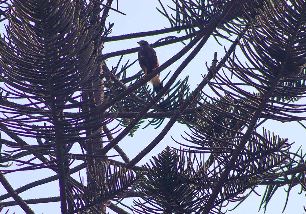 Birdwatching
