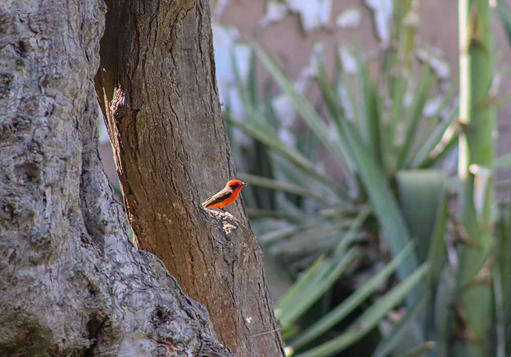 Birdwatching