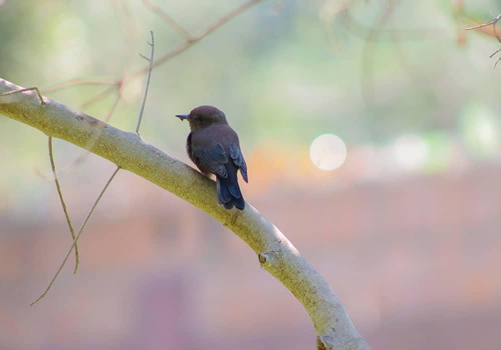 Birdwatching