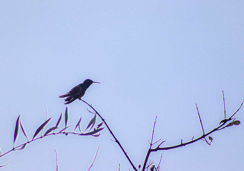 Birdwatching