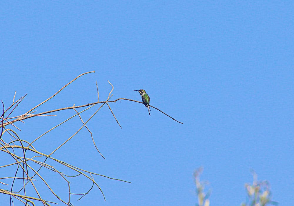 Birdwatching