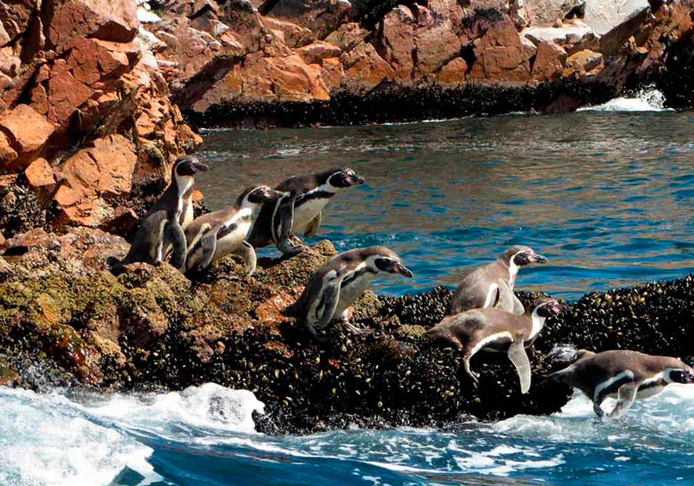 ballestas islands