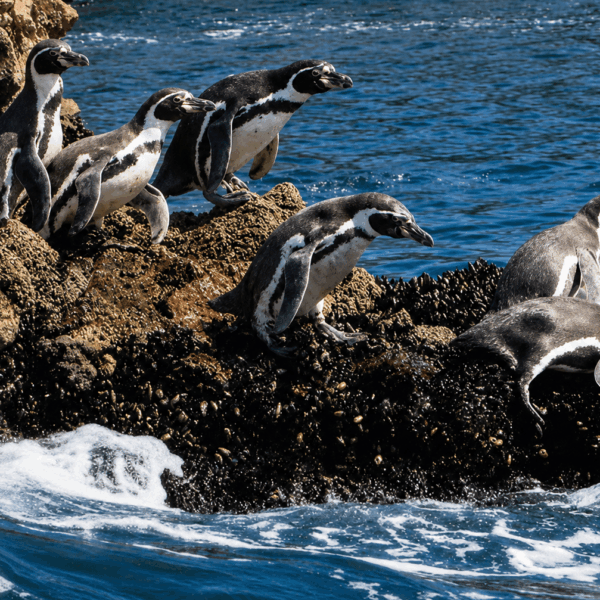 Pinguinos