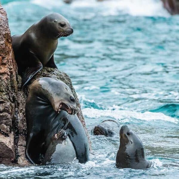 islas-ballestas